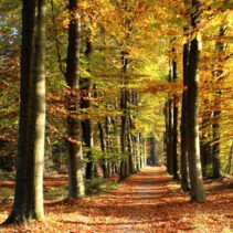 Herfst Volthe