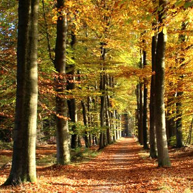 Herfst Volthe