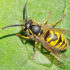 Wespen